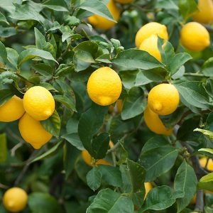 Lemon Tree