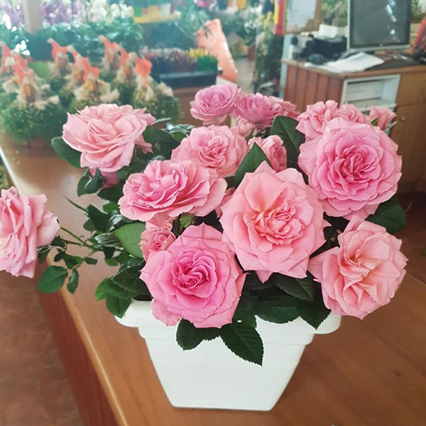 Pink Paradise - DK Stylianou Gardens