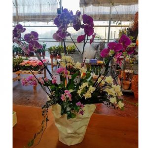 Colorful spring flowers